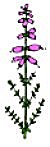 bruyere ciliee