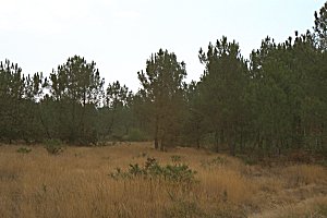 Landes 1
