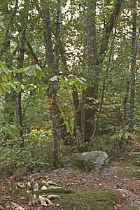 Sous-bois