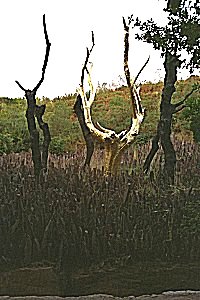 l'arbre d'or