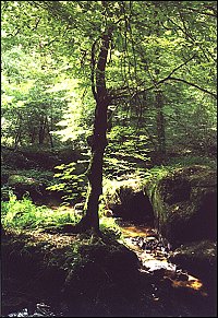 Au fil de l'eau (11)
