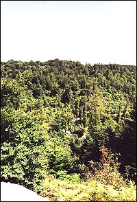 Point de vue sur la foret
